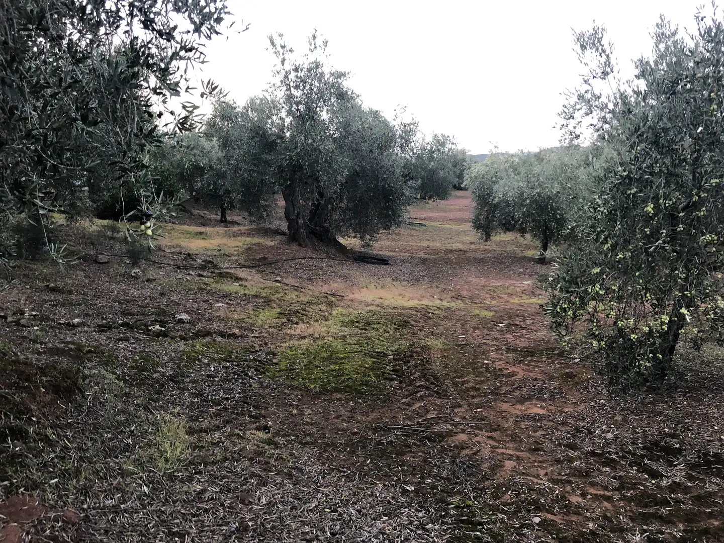 Rustikales Grundstück zum Verkauf in Montoro, imagen 11