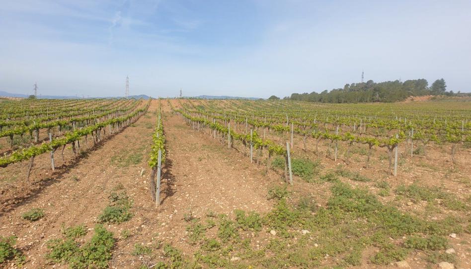 Foto 1 de Finca rústica en venda a Renau, Tarragona