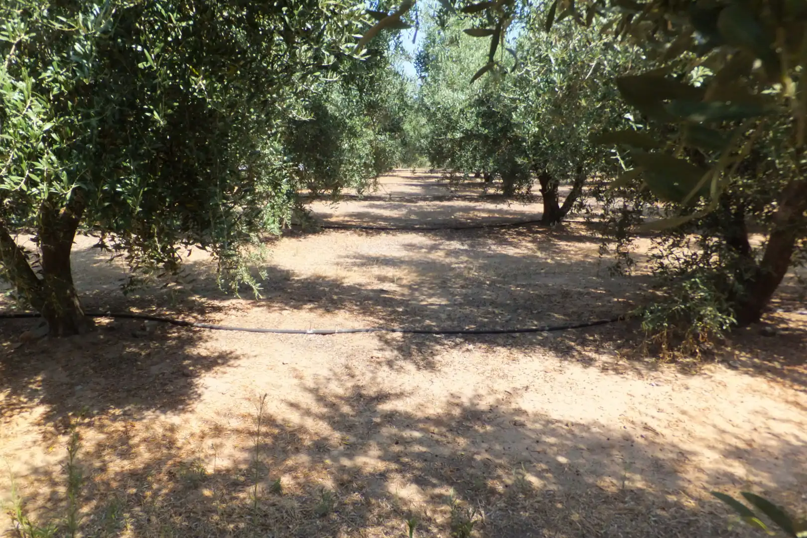 Terreno rústico en venta en Vial Camino, imagen 27