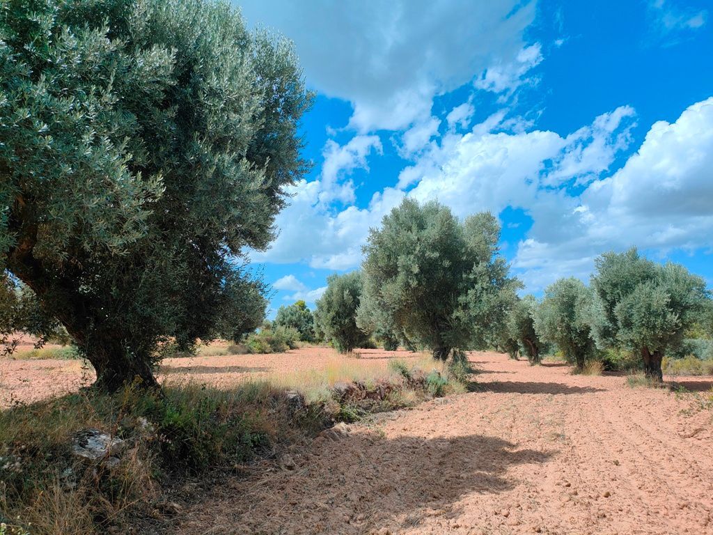 Land for sale in Belmonte de San José