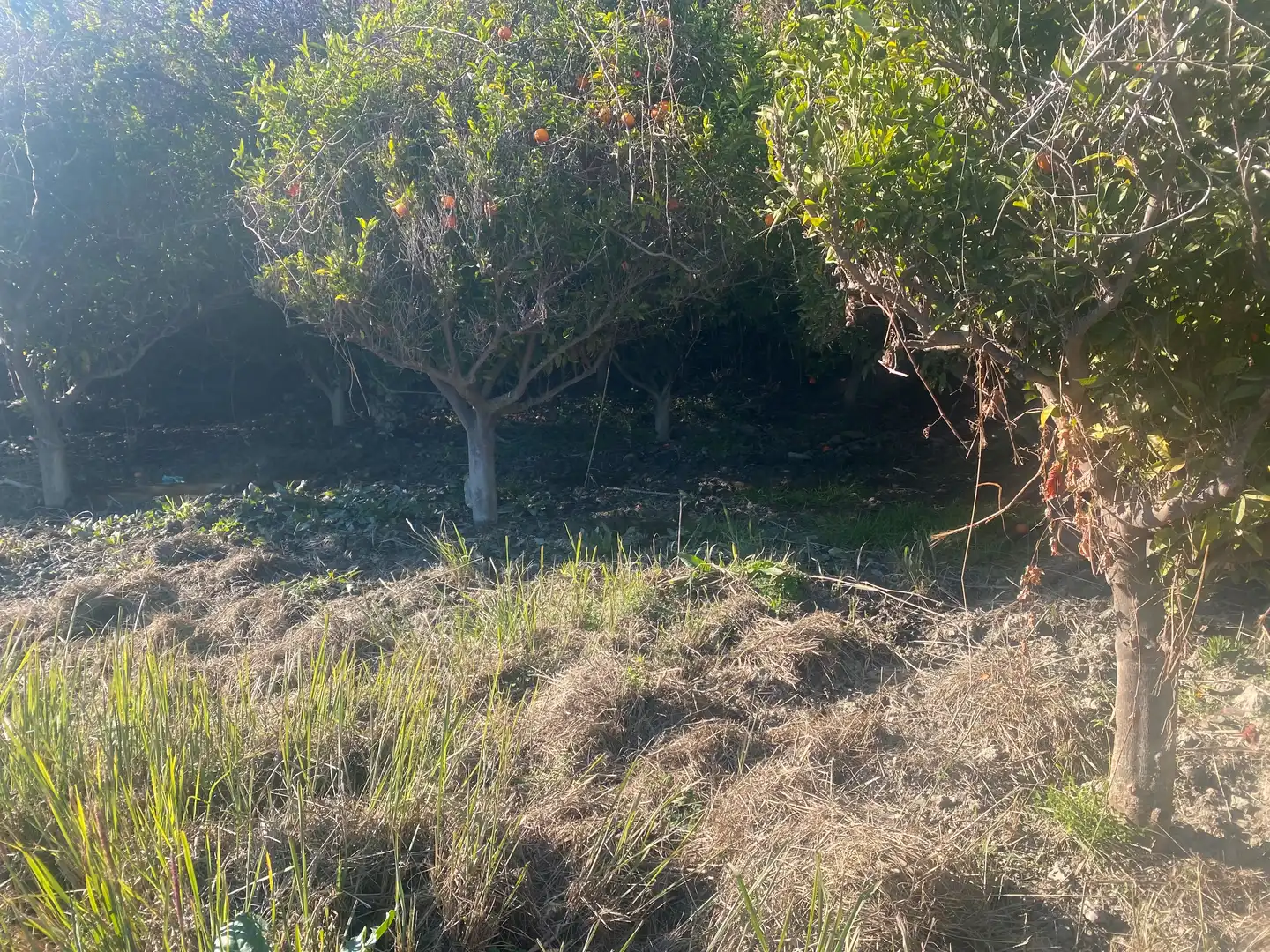 Land for sale in Avenida de la Paz, Rágol