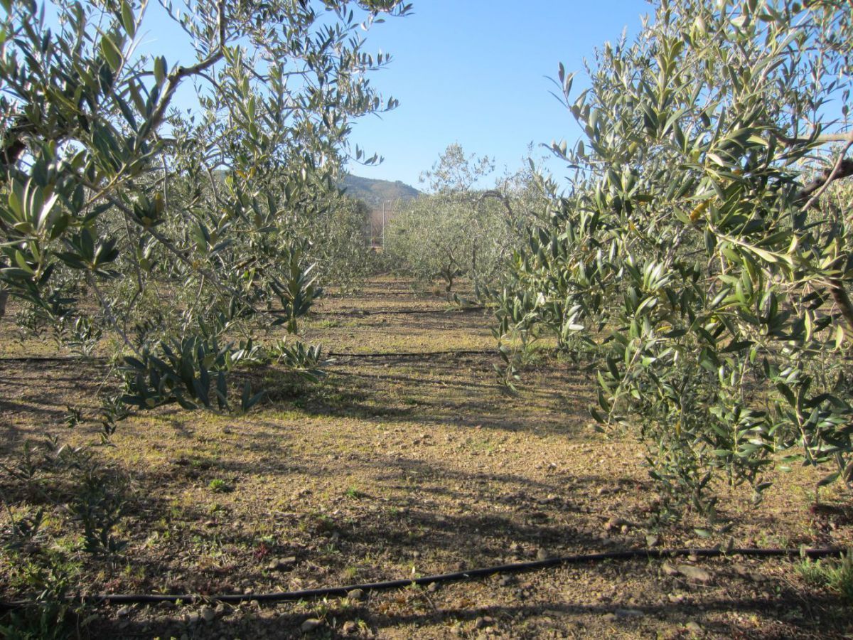 Garden of Country house for sale in La Selva del Camp