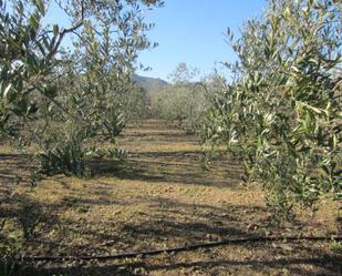 Jardí de Finca rústica en venda en La Selva del Camp