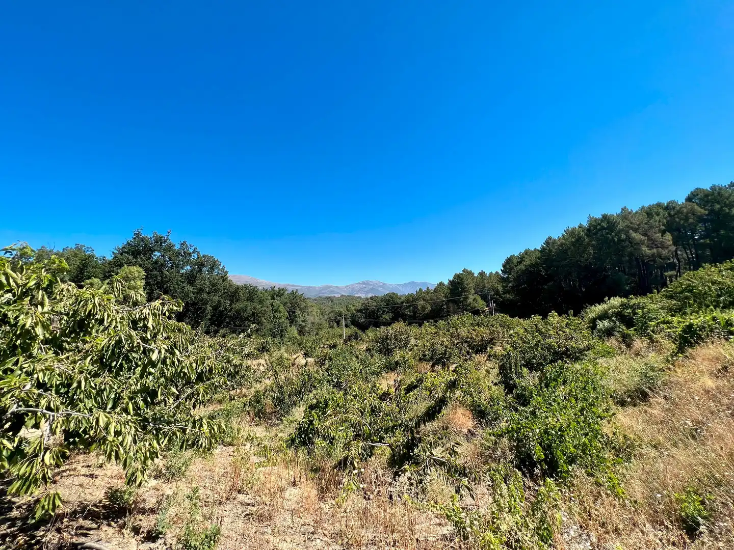 Terreni e lotti in vendita a Jaraíz de la Vera, imagen 5