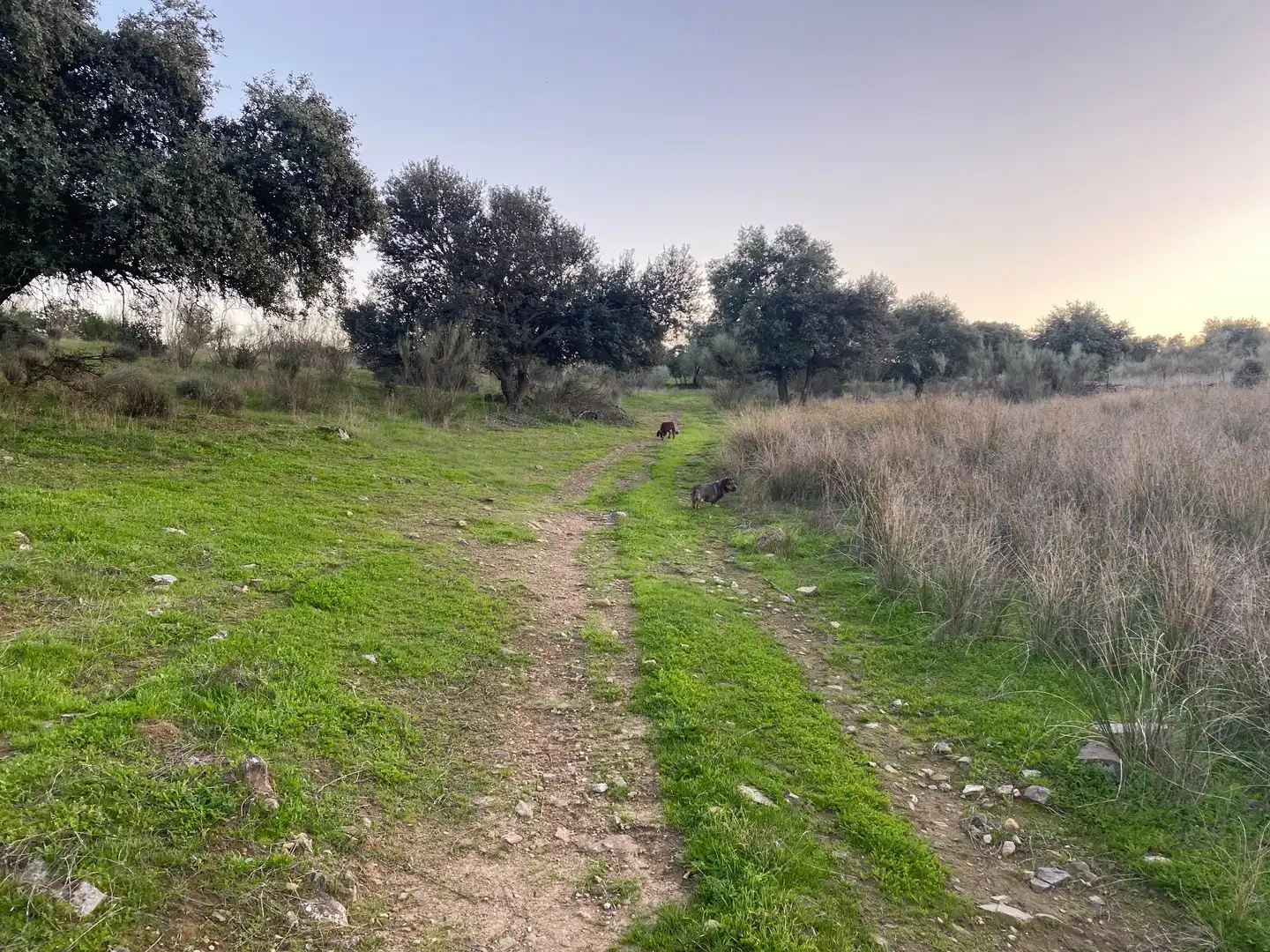 Terreni e lotti in vendita a Villar del Pedroso, imagen 19