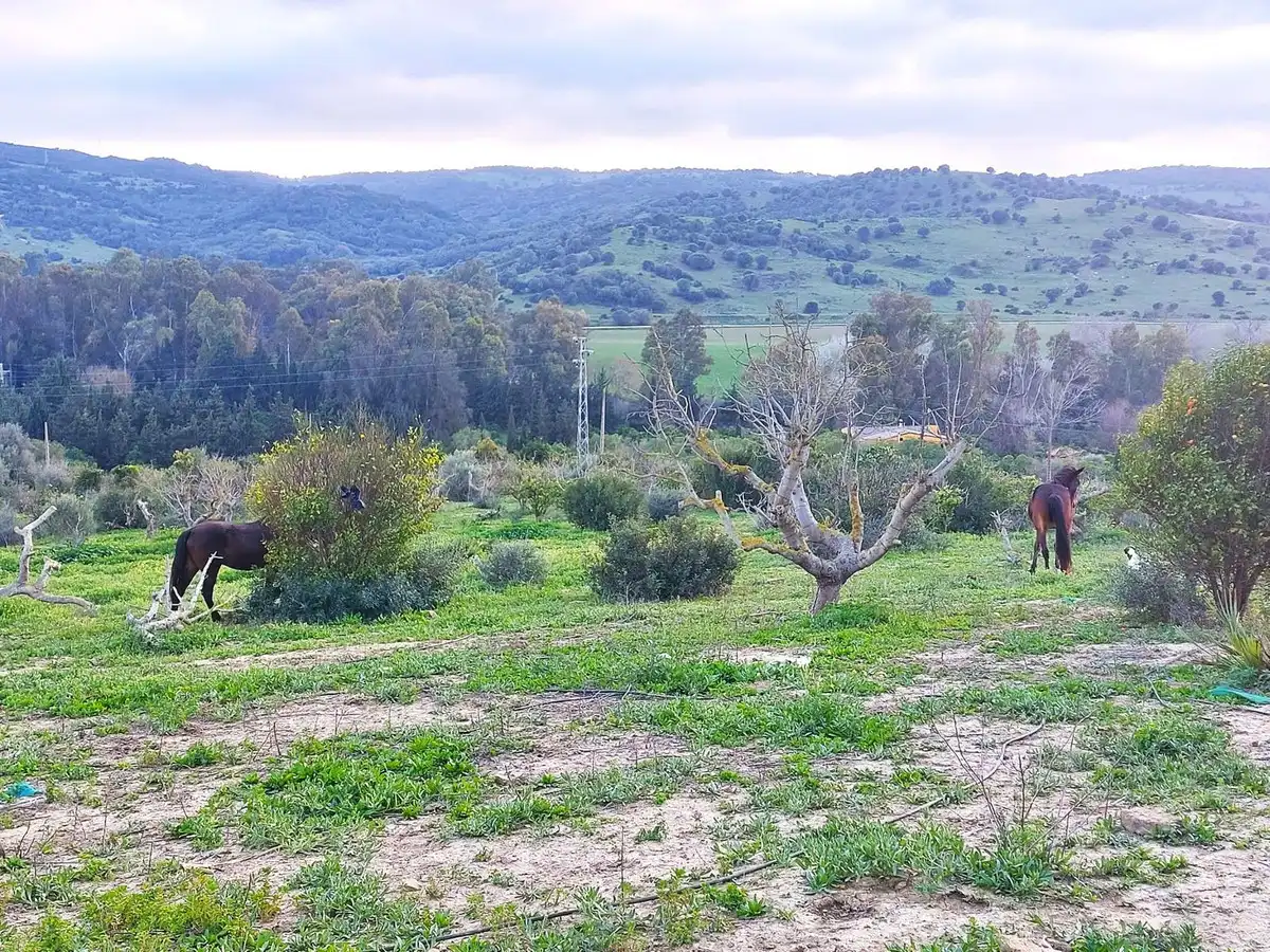Casa o xalet en venda a San Martín del Tesorillo