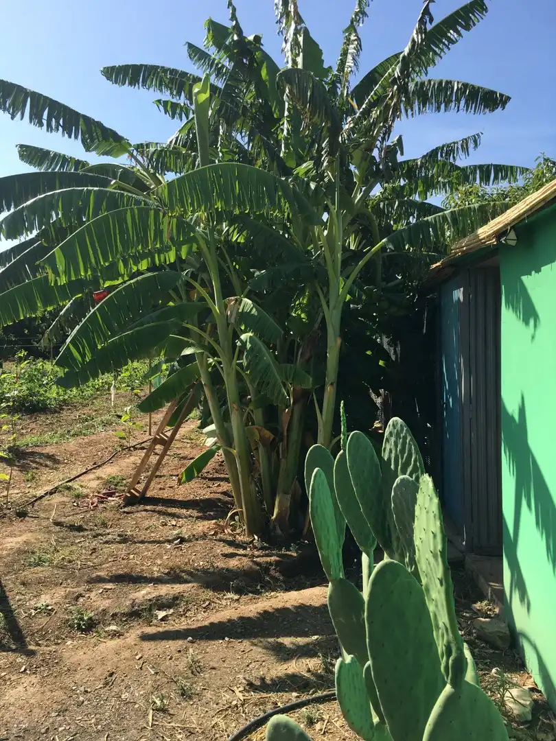 Casa rústica en venda a Monte los Almendros - El Pargo - Costa Aguilera, imagen 39