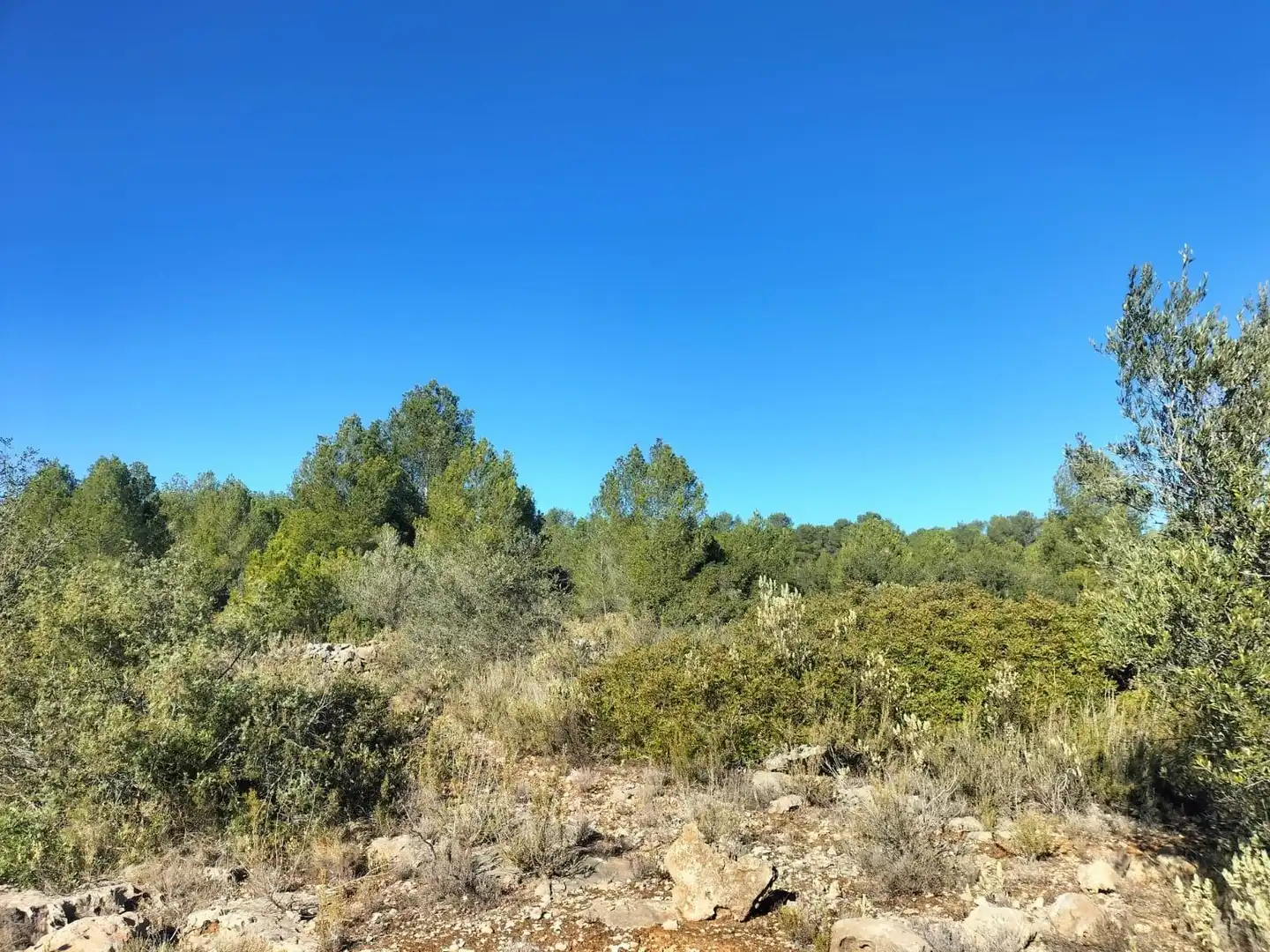 Terreno rustico in vendita a Polígono 6 Parcela 31 CARRASQUETA. NAVARRES (VALE 6, imagen 2