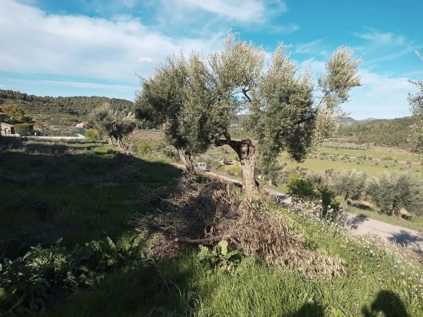 Terreni e lotti in vendita a Lledó, imagen 3