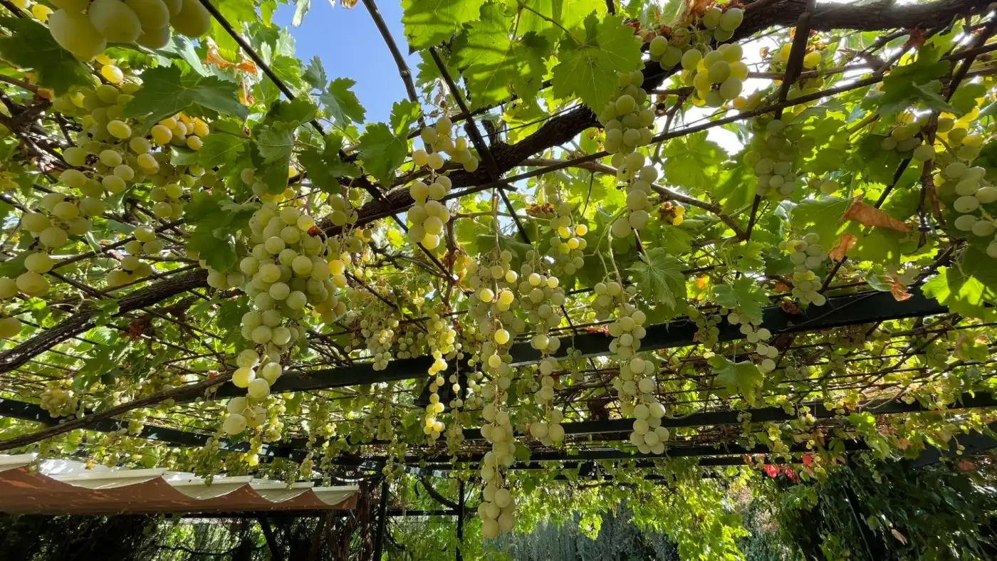 Jardí de Casa o xalet en venda en Carcabuey amb Calefacció, Jardí privat i Terrassa