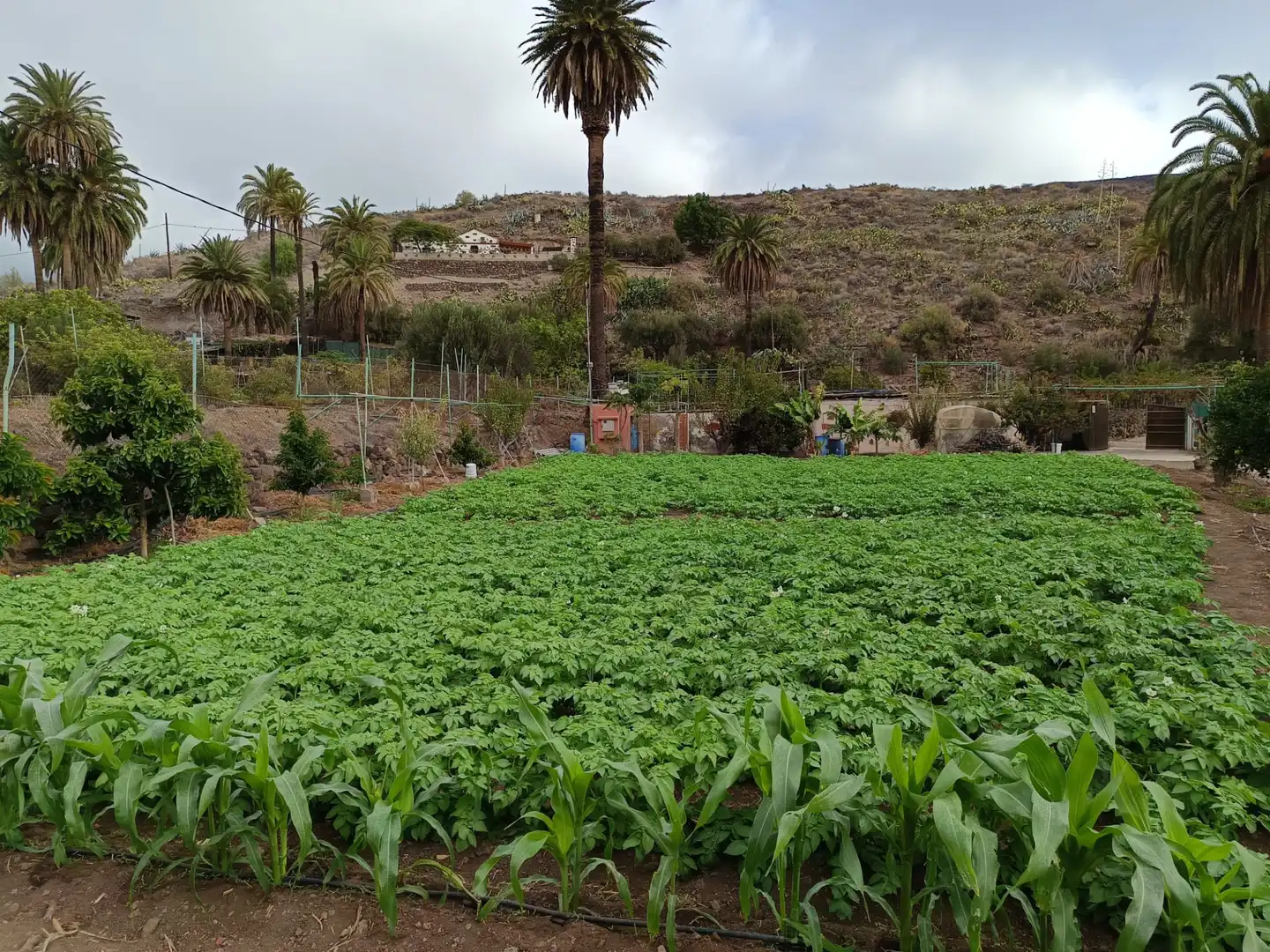 Jardí de Casa o xalet en venda en Santa Lucía de Tirajana amb Calefacció, Jardí privat i Rentadora