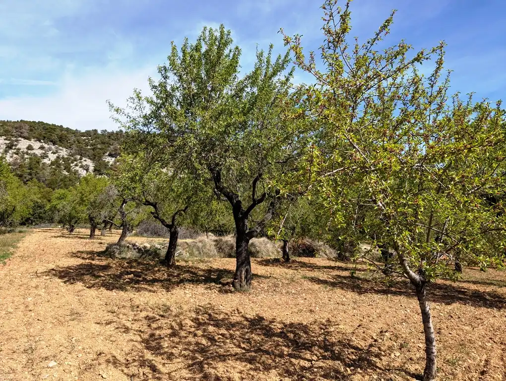 Terreni e lotti in vendita a Fuentespalda, imagen 12