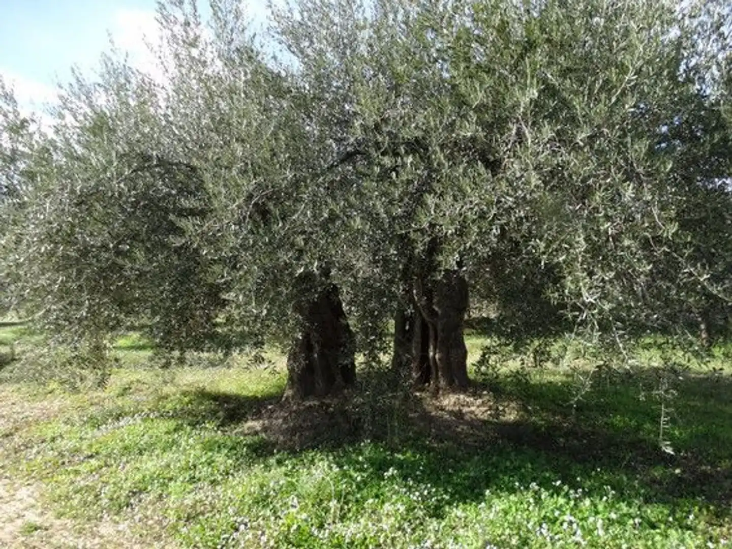 Terreni e lotti in vendita a Moratalla, imagen 12