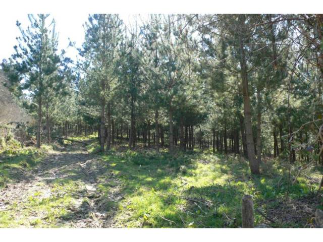 Terreno en Venta en Trucios-Turtzioz