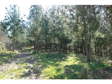 Terreno rustico in vendita a Trucios-Turtzioz