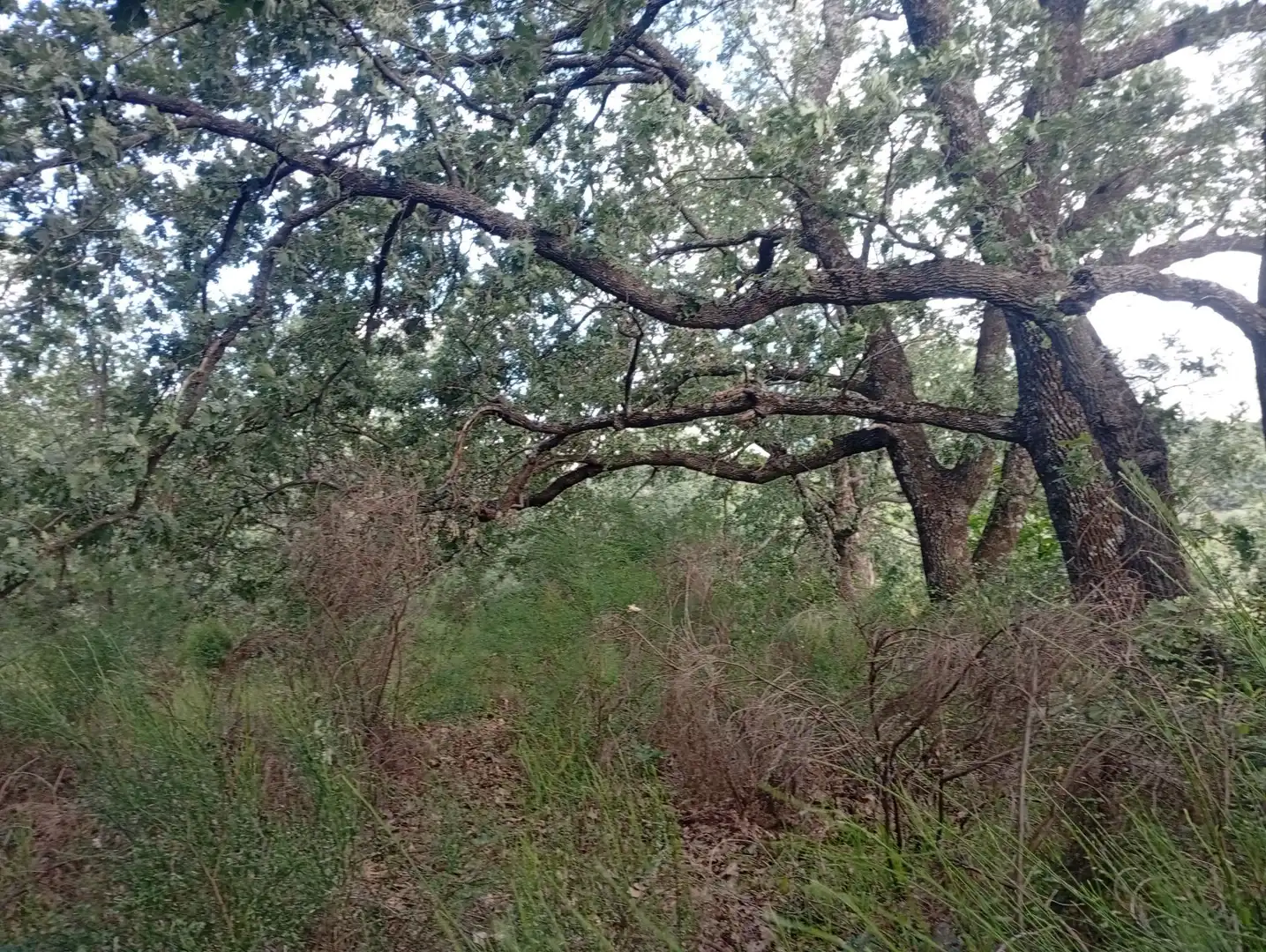 Terreni e lotti in vendita a Losar de la Vera, imagen 52