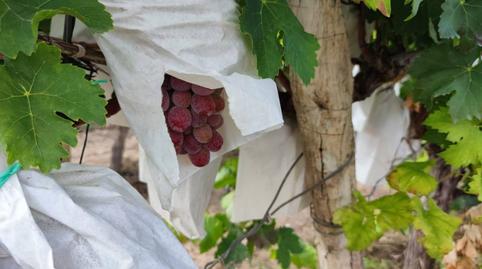 Foto 2 de Finca rústica en venta en Pedanías Oeste, Aspe