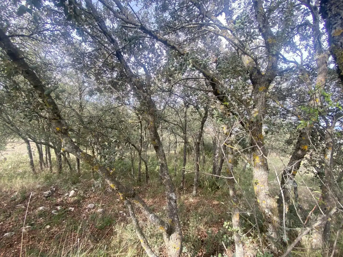 Terreni e lotti in vendita a Alcalá la Real, imagen 38