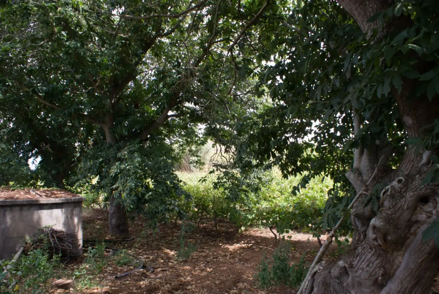 Terreny en venda en El Sauzal
