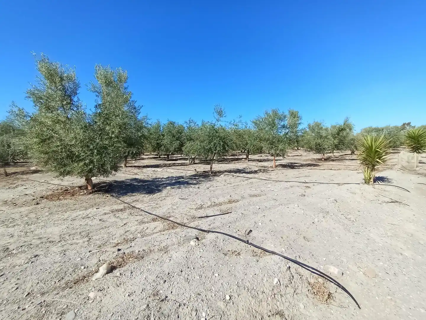Terreni e lotti in vendita a Pedanías Sur, imagen 16