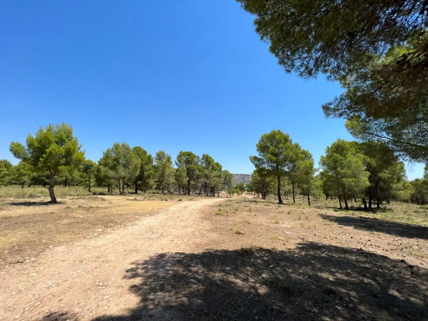 Terreno en venta en Férez
