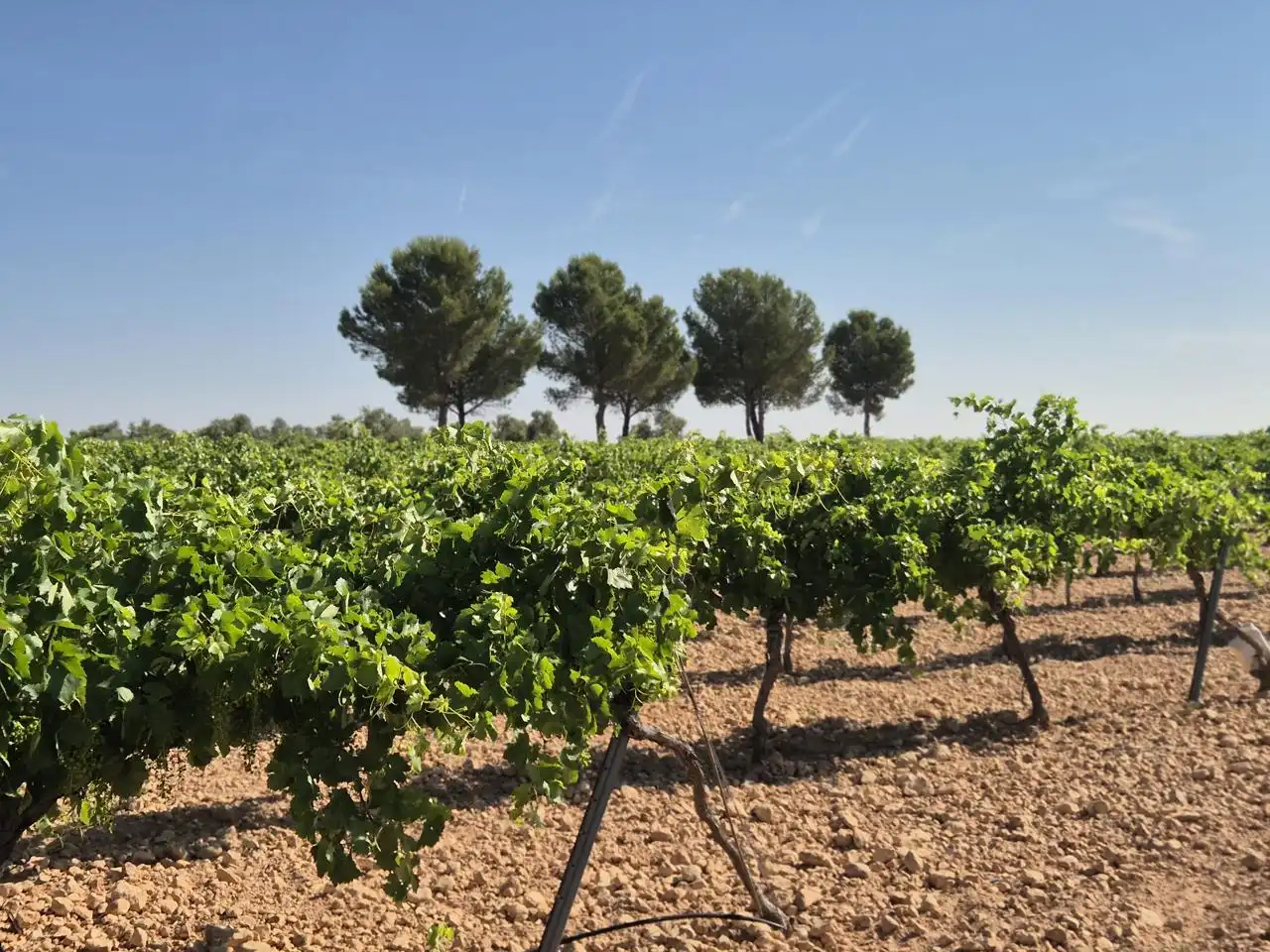 Terreno rustico in vendita a Las Colinas, imagen 22