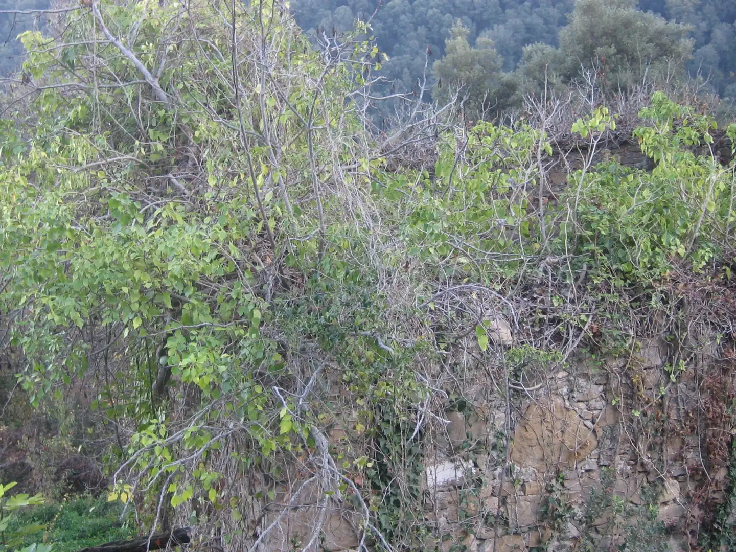 Rural land for sale in Montagut i Oix, imagen 20