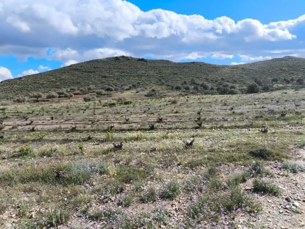Terreno rustico in vendita a Alboloduy 5, imagen 3