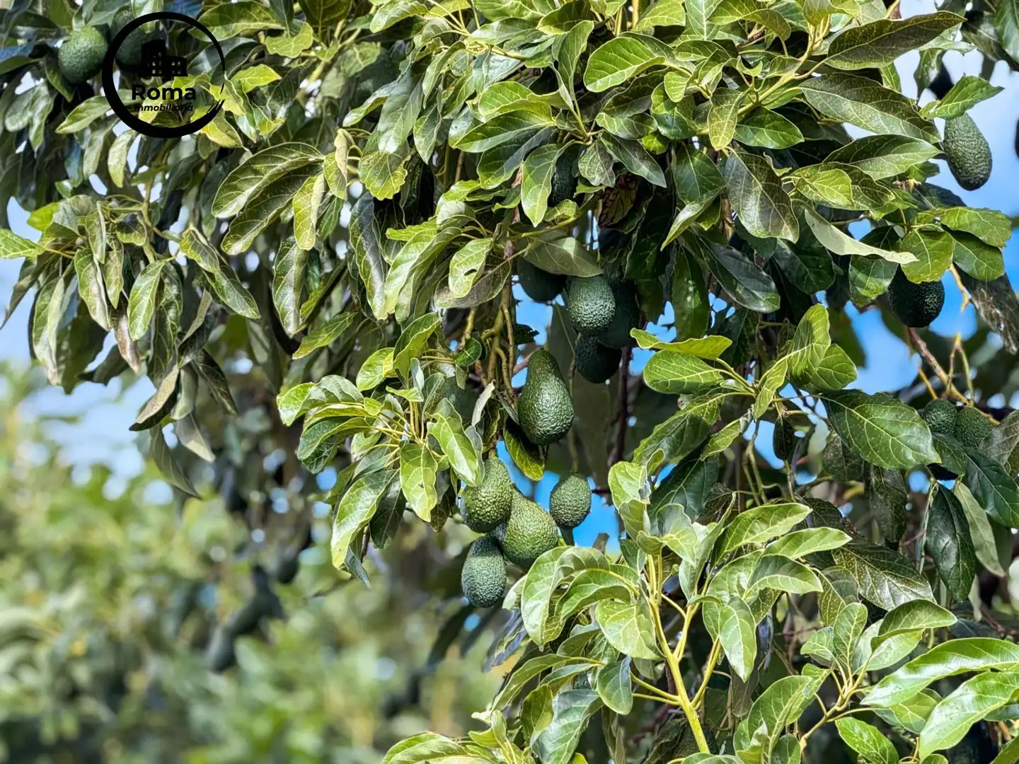 Jardí de Finca rústica en venda en Los Guájares amb Terrassa i Traster