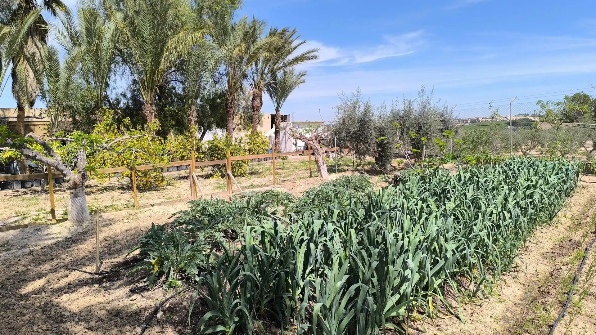 Jardín de Finca rústica en venta en Murcia con Aire acondicionado, Calefacción y Piscina