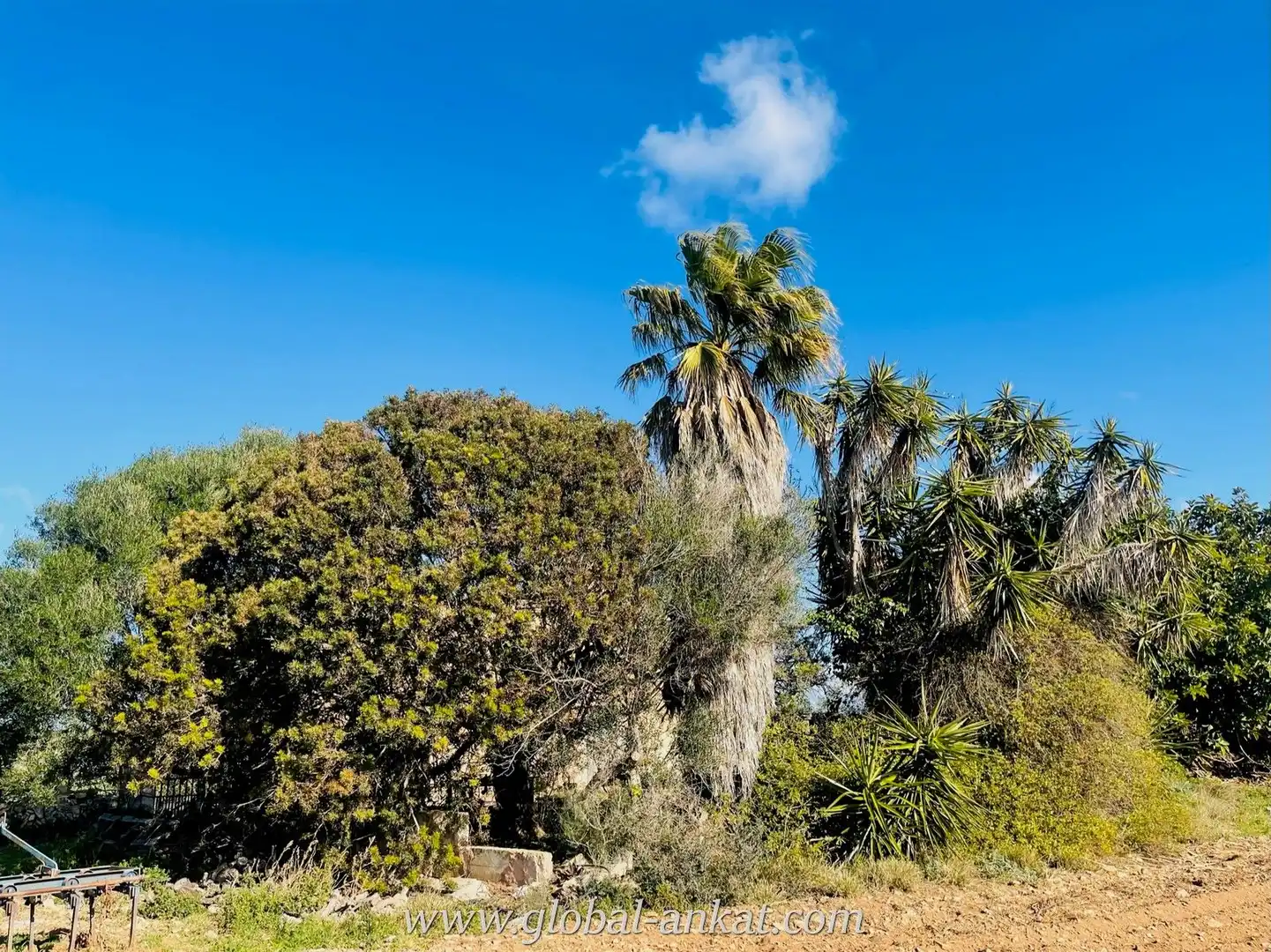 Finca rústica en venta en Manacor