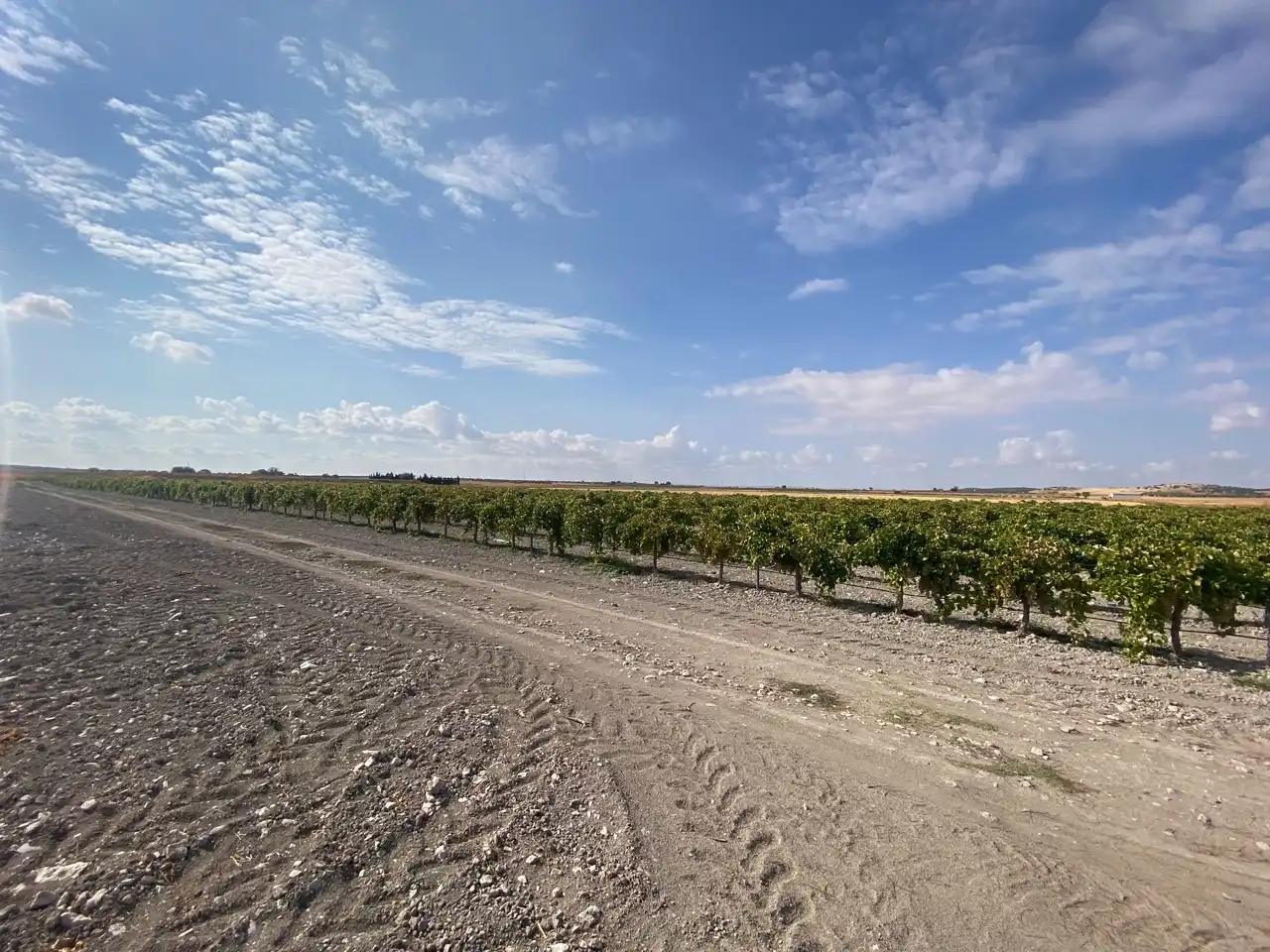 Terreny rústic en venda a Carretera Pozuelo de Calatrava 27, imagen 19