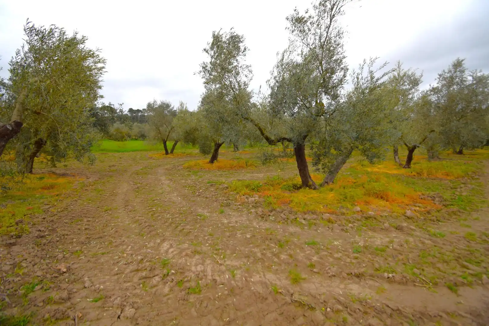 Rural land for sale in Llubí, imagen 3