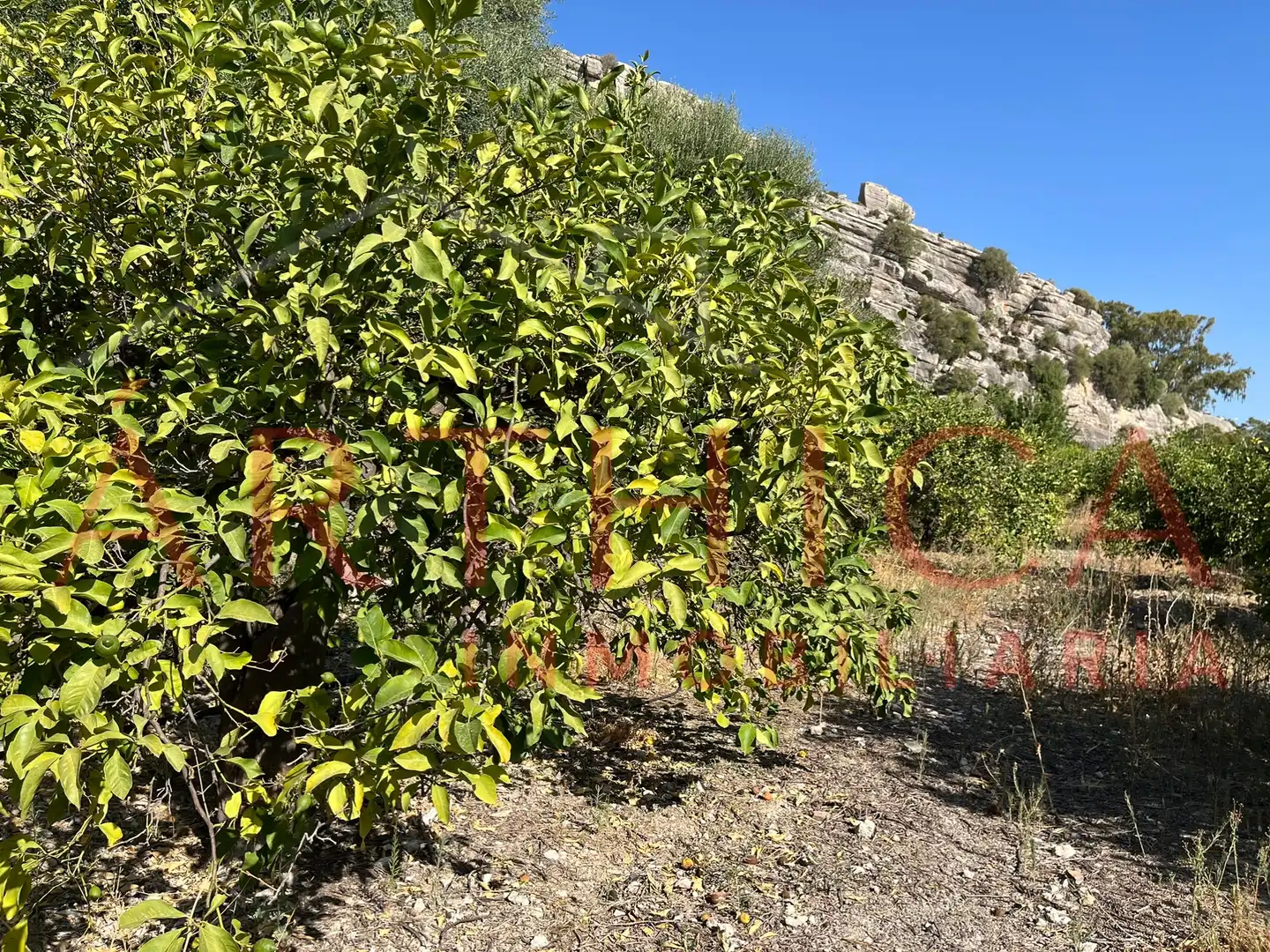 Terreny rústic en venda a Avenida de Andalucia, imagen 2