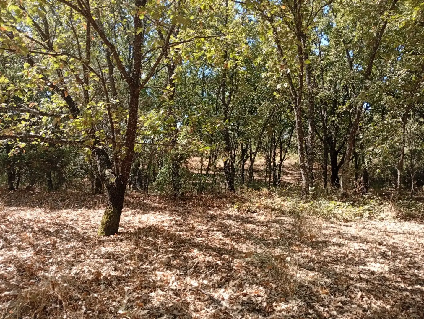 Terreni e lotti in vendita a Villanueva de la Vera, imagen 69