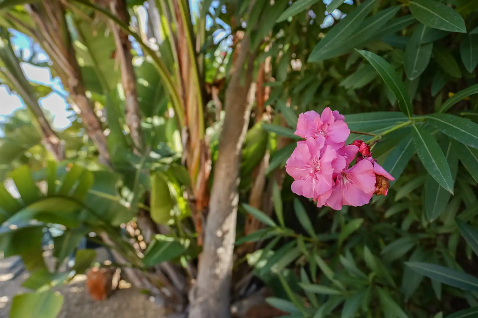 Garden of Houses for sale in Jávea / Xàbia  with Heating, Terrace and Swimming Pool