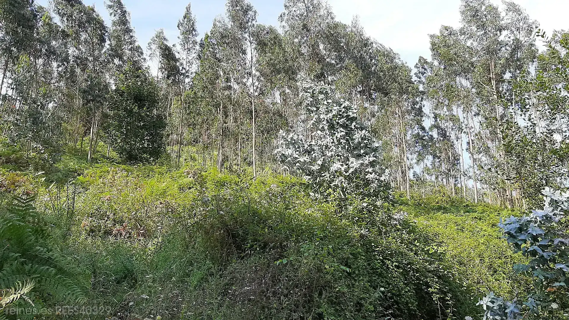 Terreno rustico in vendita a N/A