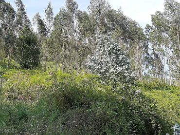 Terreno rustico in vendita a N/A