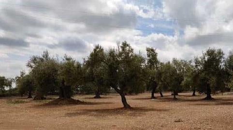 Foto 4 de Terreno en venta en N/a, -1, San Rafael del Río, Castellón