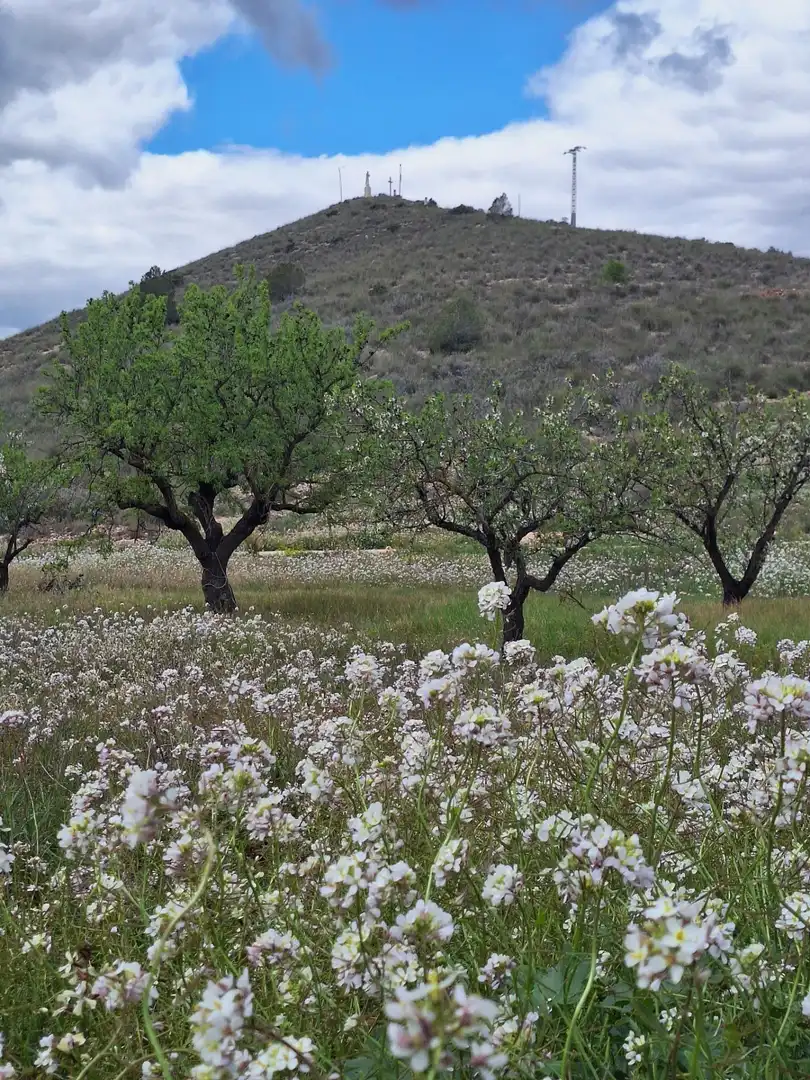 Jardín de Casa o chalet en venta en Algueña con Calefacción, Balcón y Jacuzzi