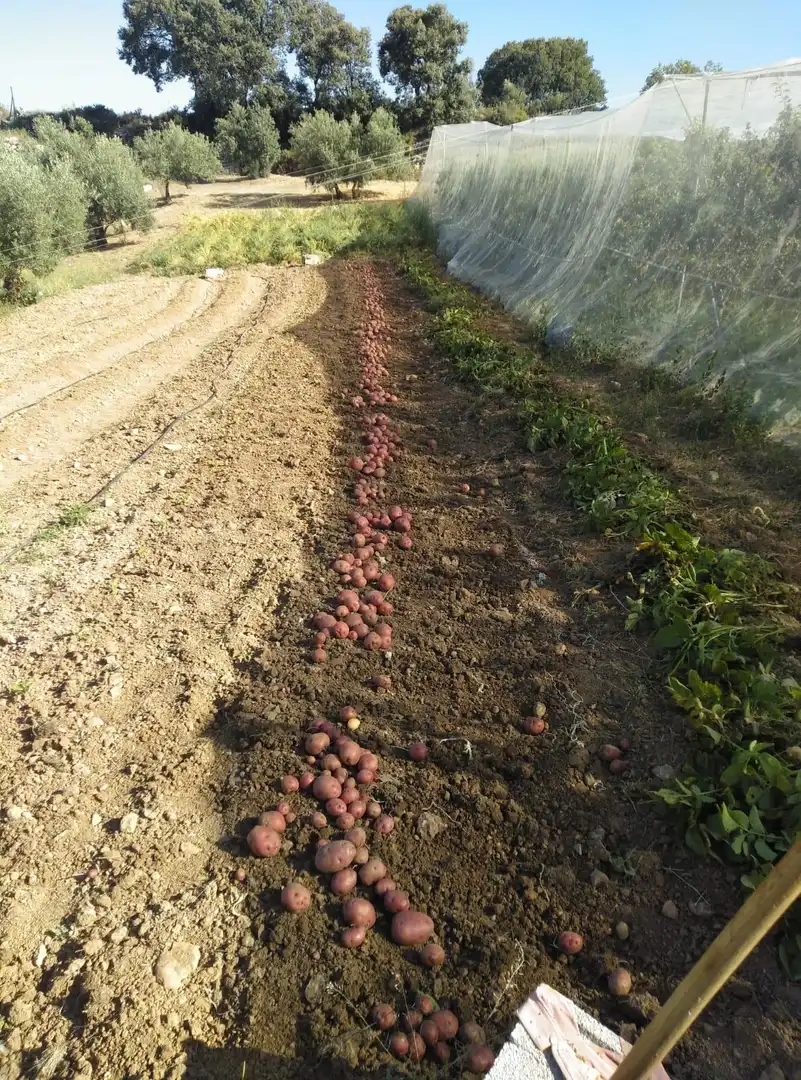 Maison rustique avec jardin à vendre à Cogollos de la Vega, imagen 94
