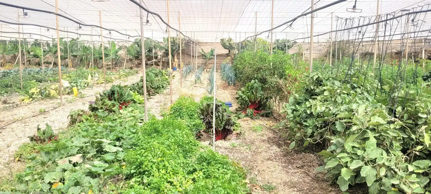 Terreno rustico in vendita a Arico, imagen 13