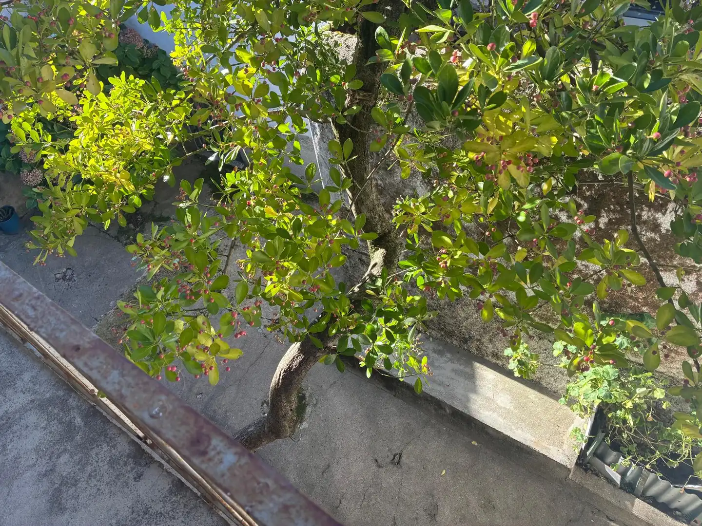 Garden of Houses for sale in Piornal  with Furnished