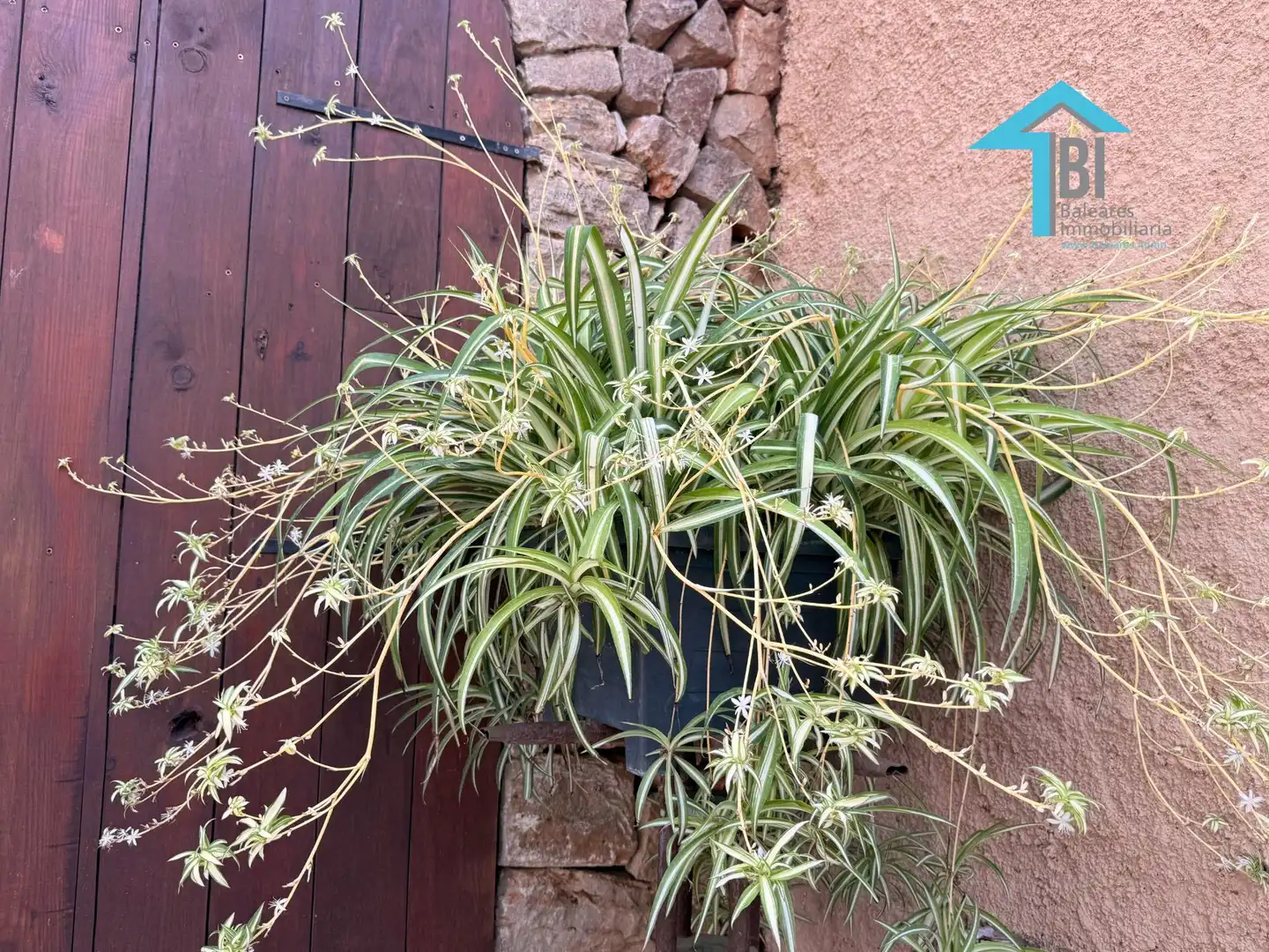Jardín de Loft de alquiler en Felanitx