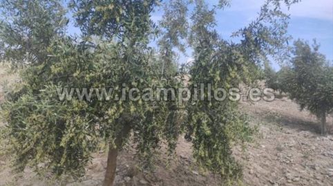 OLIVAR JOVEN DE 1 PIE, DOS FANEGAS, immagine 5