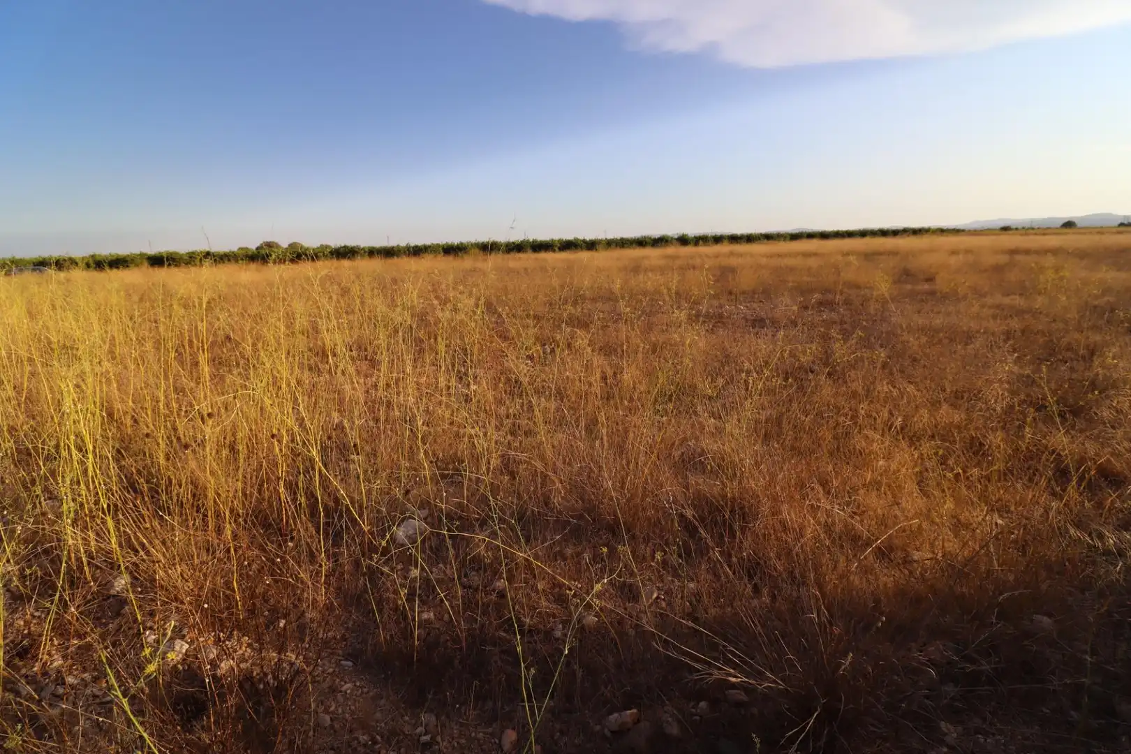 Rural land for sale in Traiguera, imagen 6