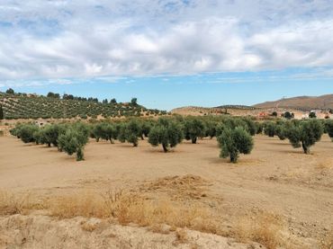 Terreno rustico in vendita a La Malahá
