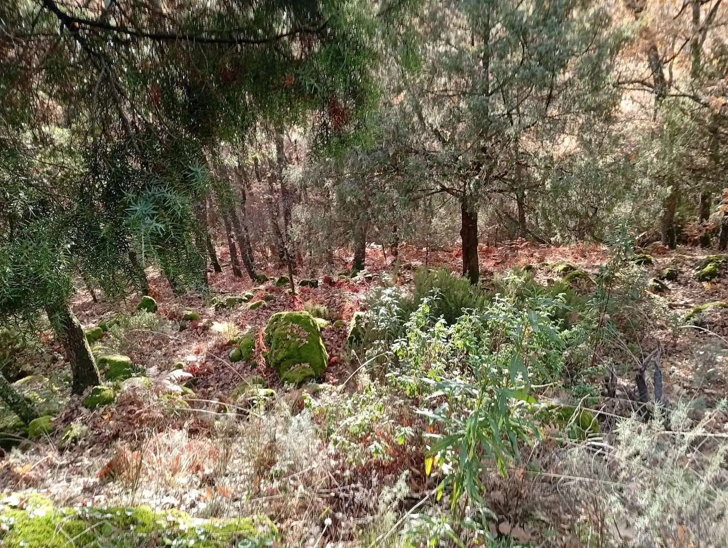 Terreni e lotti in vendita a Villanueva de la Vera, imagen 12