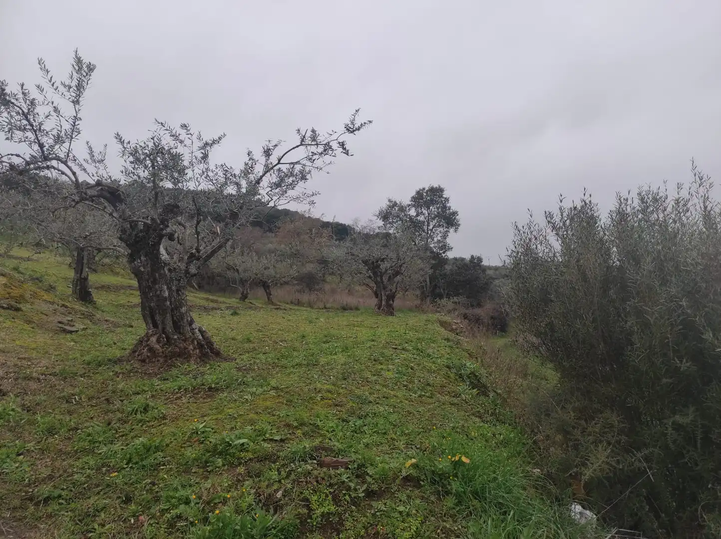 Terreno en venta en Plasencia