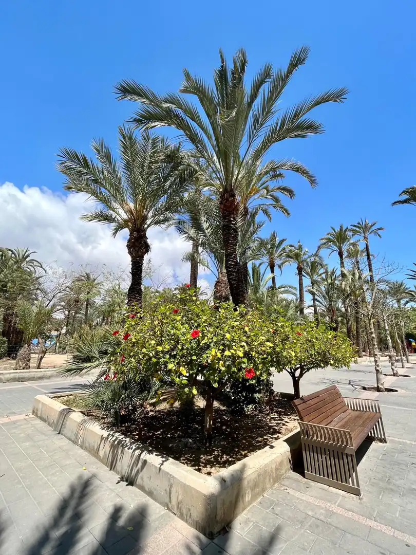 Wohnung mit Terrasse zum Verkauf in Elche ciudad, imagen 17